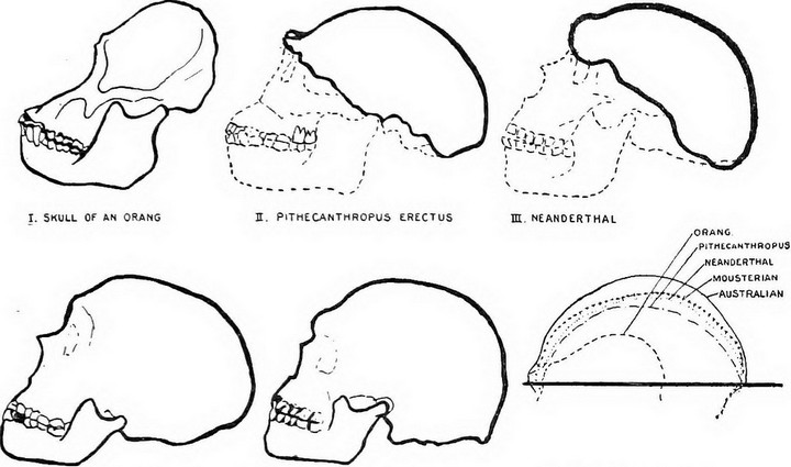 Акушерская дилемма — просто гипотеза?
